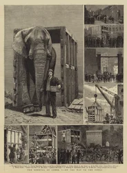 A remoção do jumbo, eu, no caminho para as docas